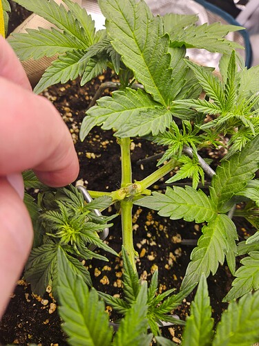 Growreport Bild 37
