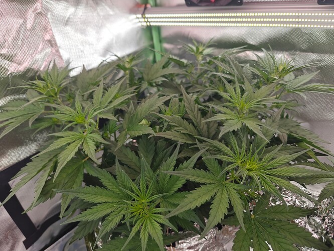 Growreport Bild 2