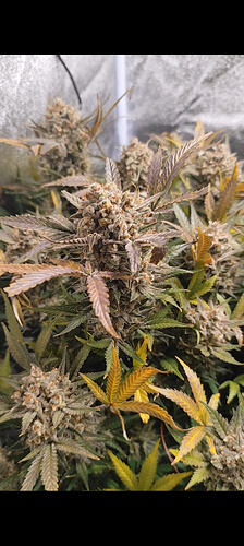 Growreport Bild 5