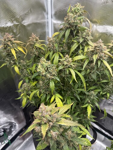 Growreport Bild 1