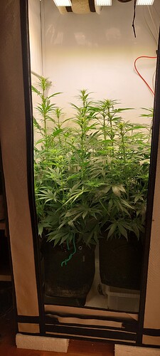 Growreport Bild 2
