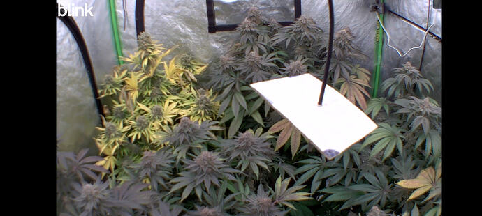 Growreport Bild 53