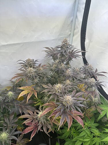 Growreport Bild 1