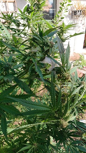 Growreport Bild 55