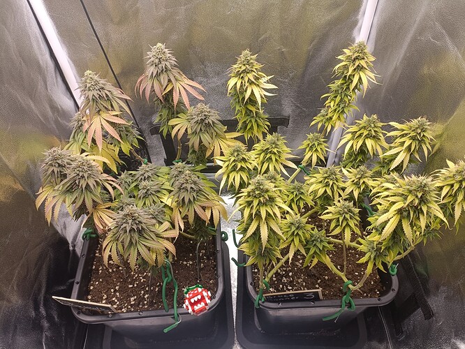 Growreport Bild 14