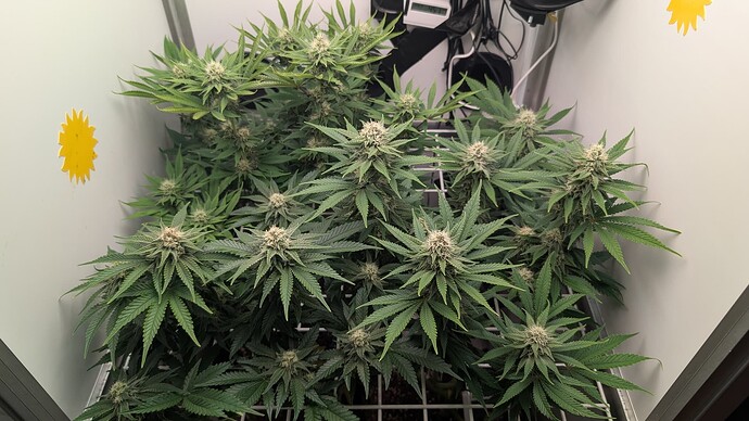 Growreport Bild 7