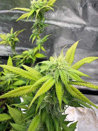 Growreport Bild 20