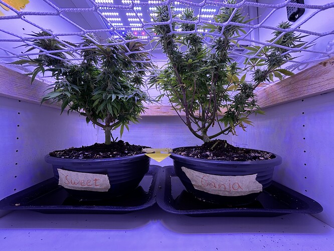 Zwei Cannabis-Pflanzen in Töpfen unter einem Netz in einem Schrank, beschriftet mit 'Sweet' und 'Ganja'.