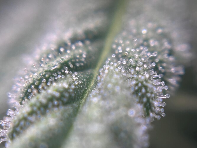 Growreport Bild 34