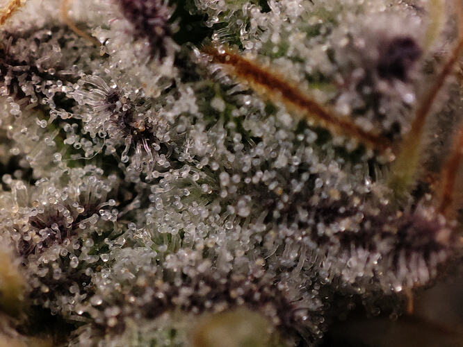 Growreport Bild 51
