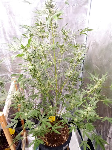Growreport Bild 26