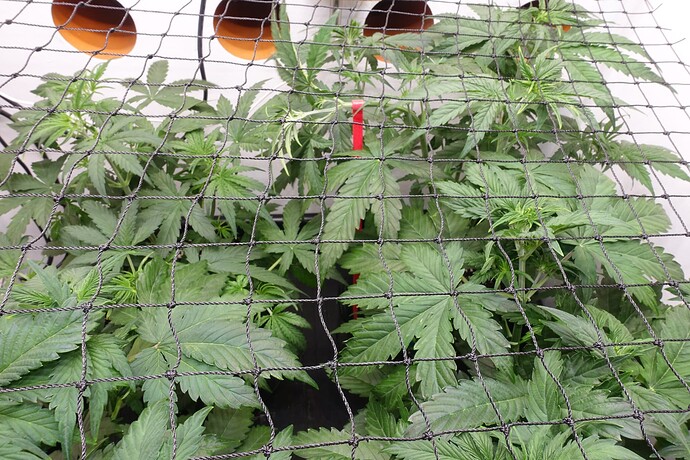 Growreport Bild 21