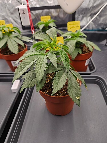 Growreport Bild 1