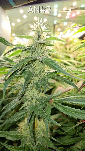 Growreport Bild 34