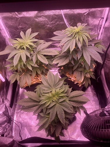 Growreport Bild 1