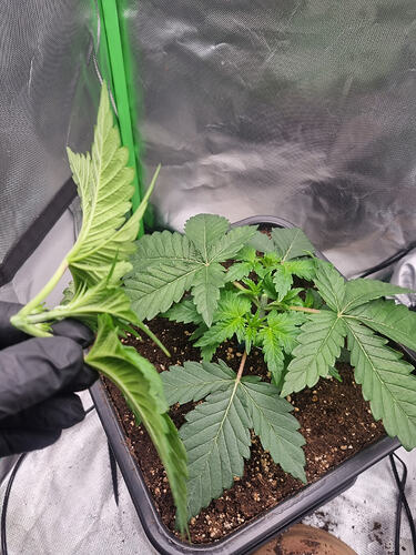 Growreport Bild 6
