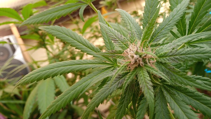 Growreport Bild 1