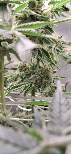 Growreport Bild 2