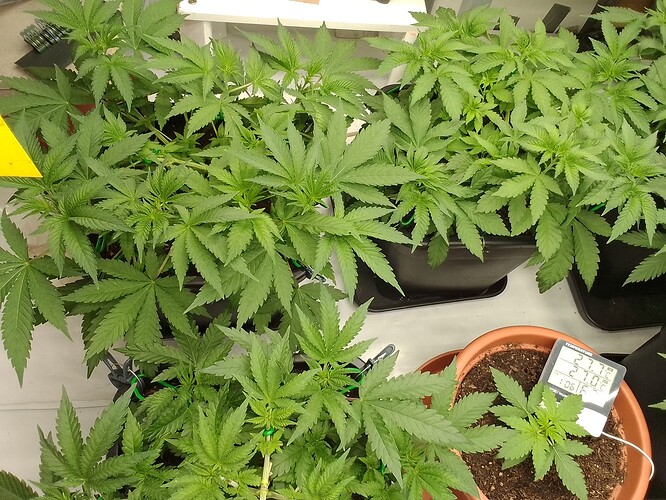 Growreport Bild 11