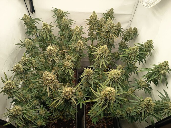 Growreport Bild 39