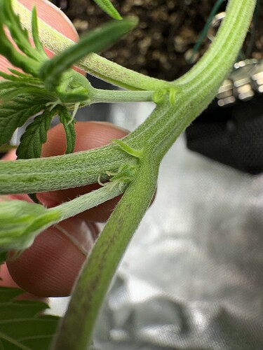 Growreport Bild 6