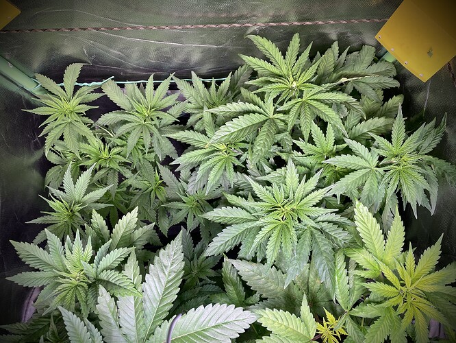 Growreport Bild 6