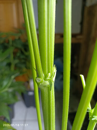 Growreport Bild 27
