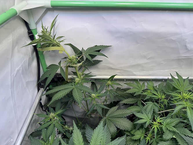 Growreport Bild 33