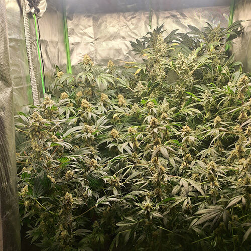 Growreport Bild 4