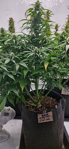 Growreport Bild 6
