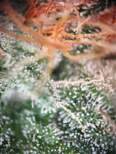 IMG_20250310_123212 (1) - Kopie