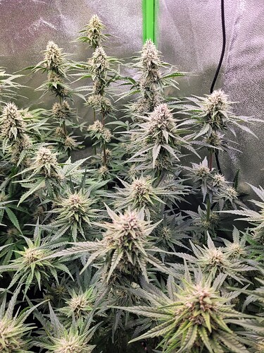 Growreport Bild 22