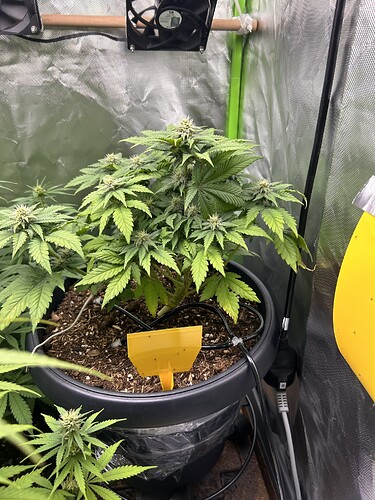 Growreport Bild 7