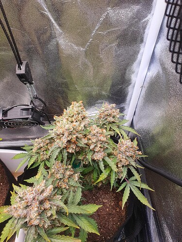 Growreport Bild 22