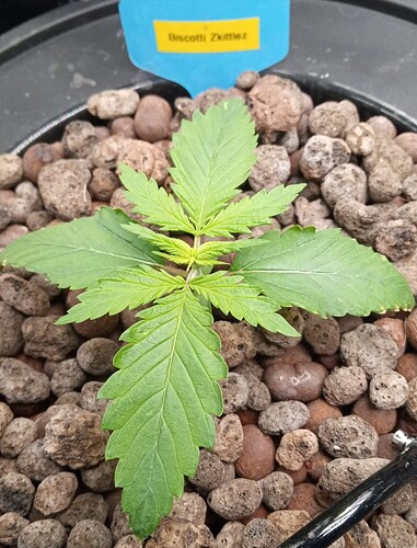 Growreport Bild 3