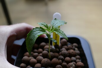 NL1-A_KT11_1
