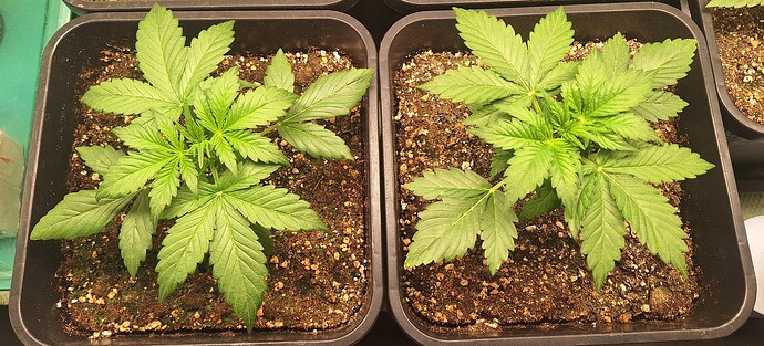 Growreport Bild 1