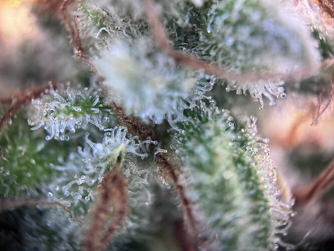 Growreport Bild 5