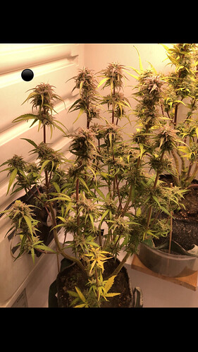 Growreport Bild 31