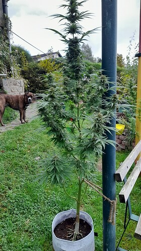 Growreport Bild 4