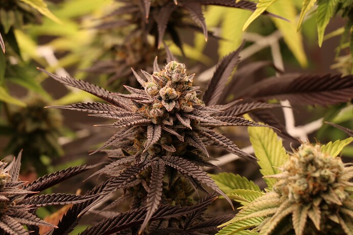 Growreport Bild 21