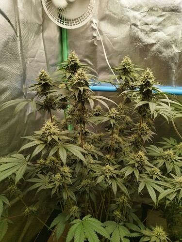 Growreport Bild 3