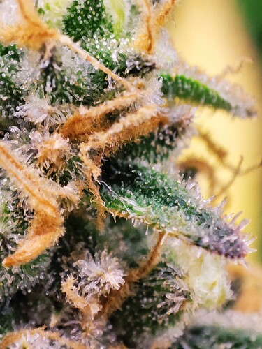 Growreport Bild 72