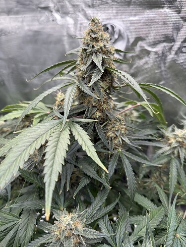 Growreport Bild 23