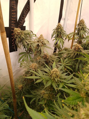 IMG_20240730_032640_858