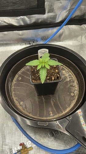 WhatsApp Bild 2025-07-28 um 12.03.25_f4b20f29