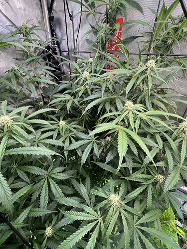Growreport Bild 4