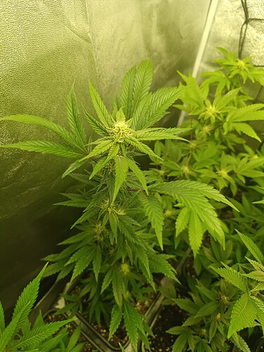 Growreport Bild 4
