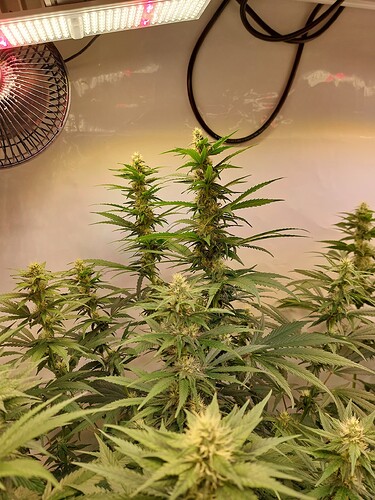 Growreport Bild 3