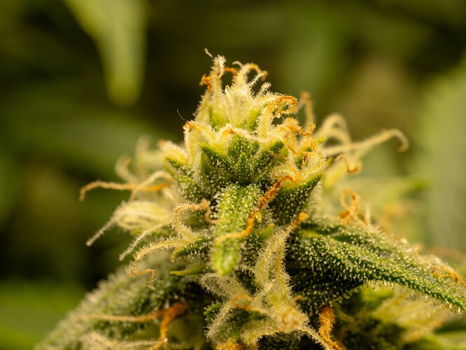 Growreport Bild 10